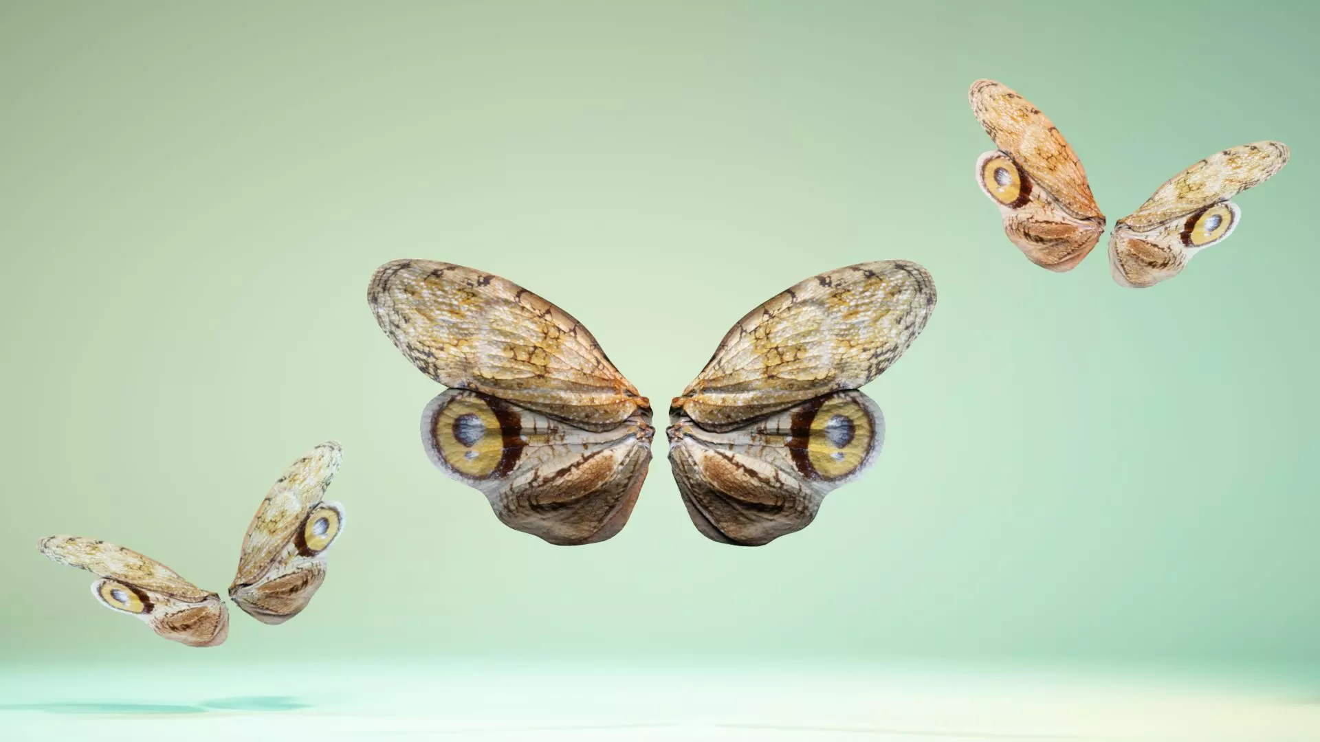 Butterfly 13 Low-poly 3D model_0