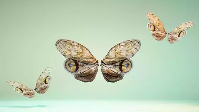 Butterfly 13 Low-poly 3D model