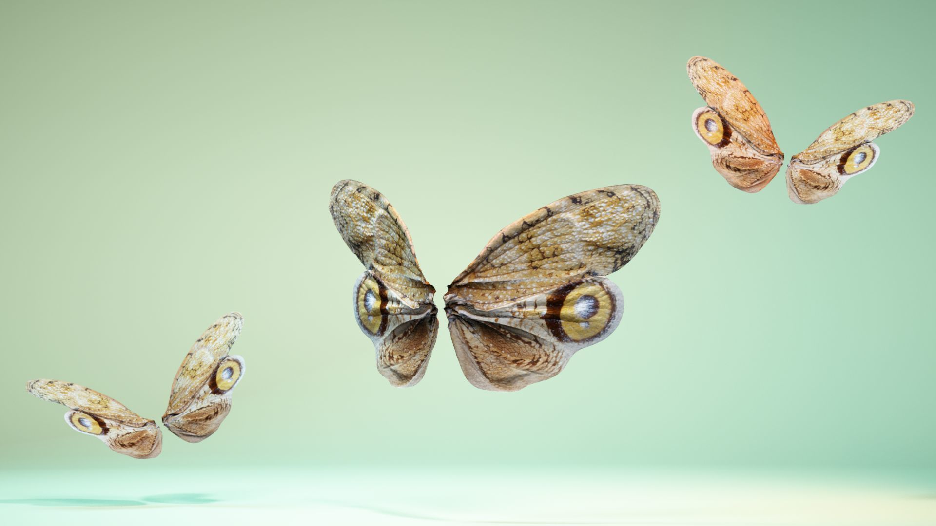 Butterfly 13 Low-poly 3D model_5