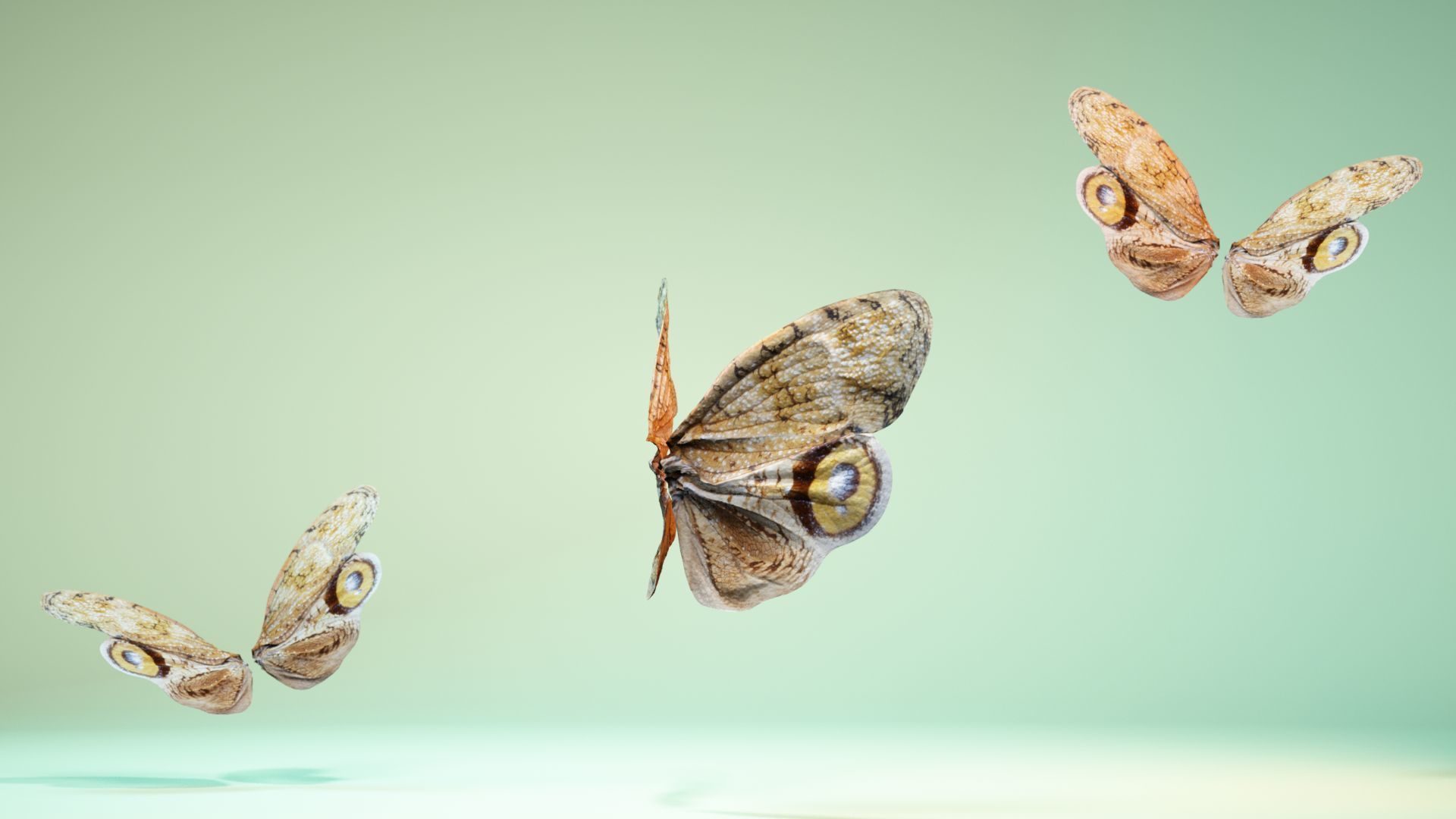 Butterfly 13 Low-poly 3D model_4