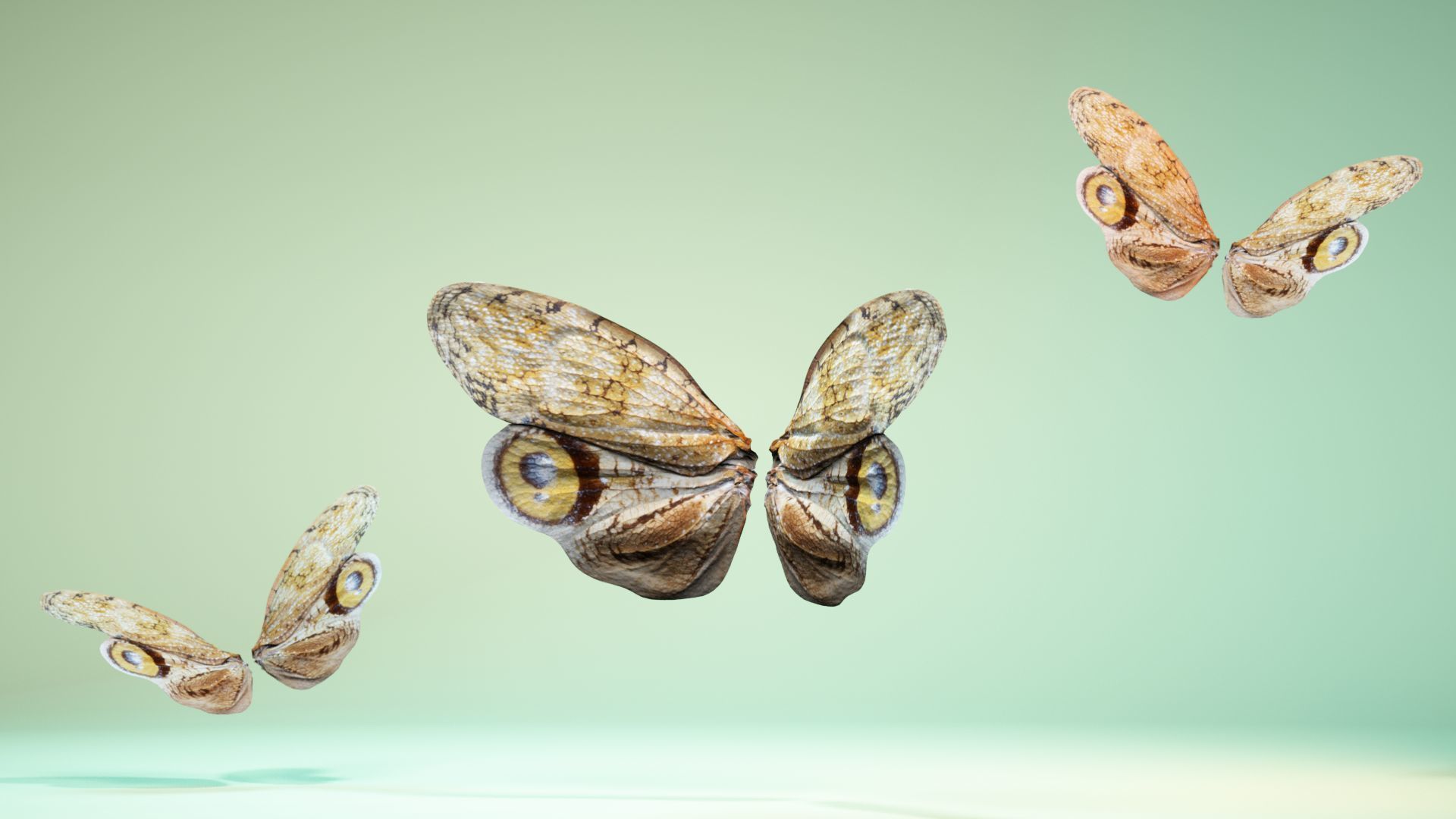Butterfly 13 Low-poly 3D model_11