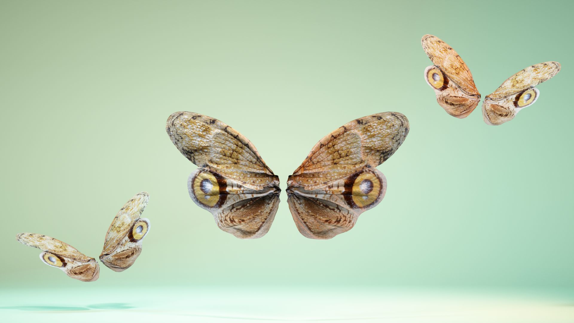 Butterfly 13 Low-poly 3D model_6
