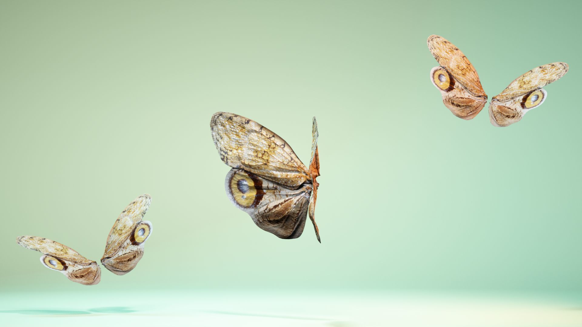 Butterfly 13 Low-poly 3D model_10
