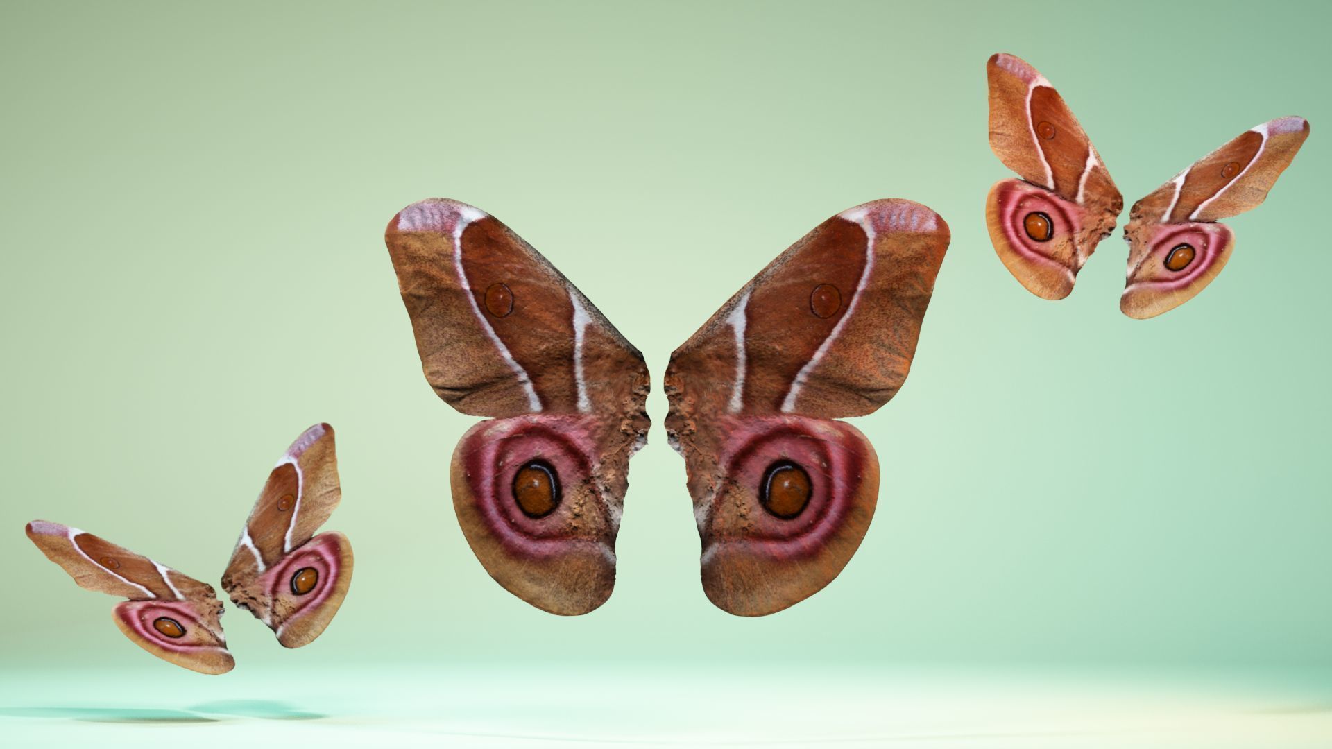 Butterfly 12 Low-poly 3D model_6