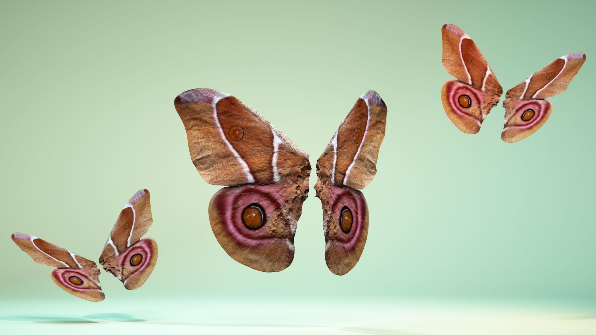 Butterfly 12 Low-poly 3D model_11