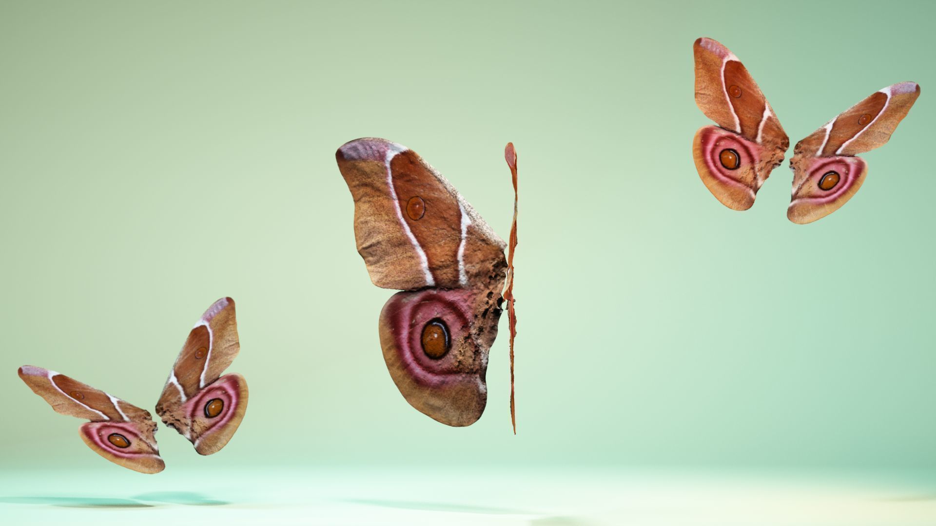 Butterfly 12 Low-poly 3D model_10