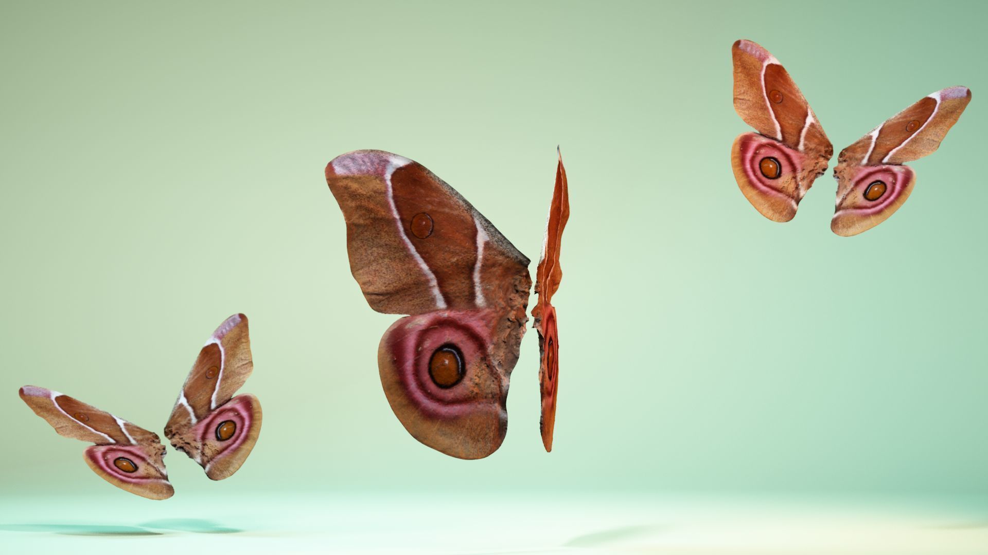 Butterfly 12 Low-poly 3D model_8