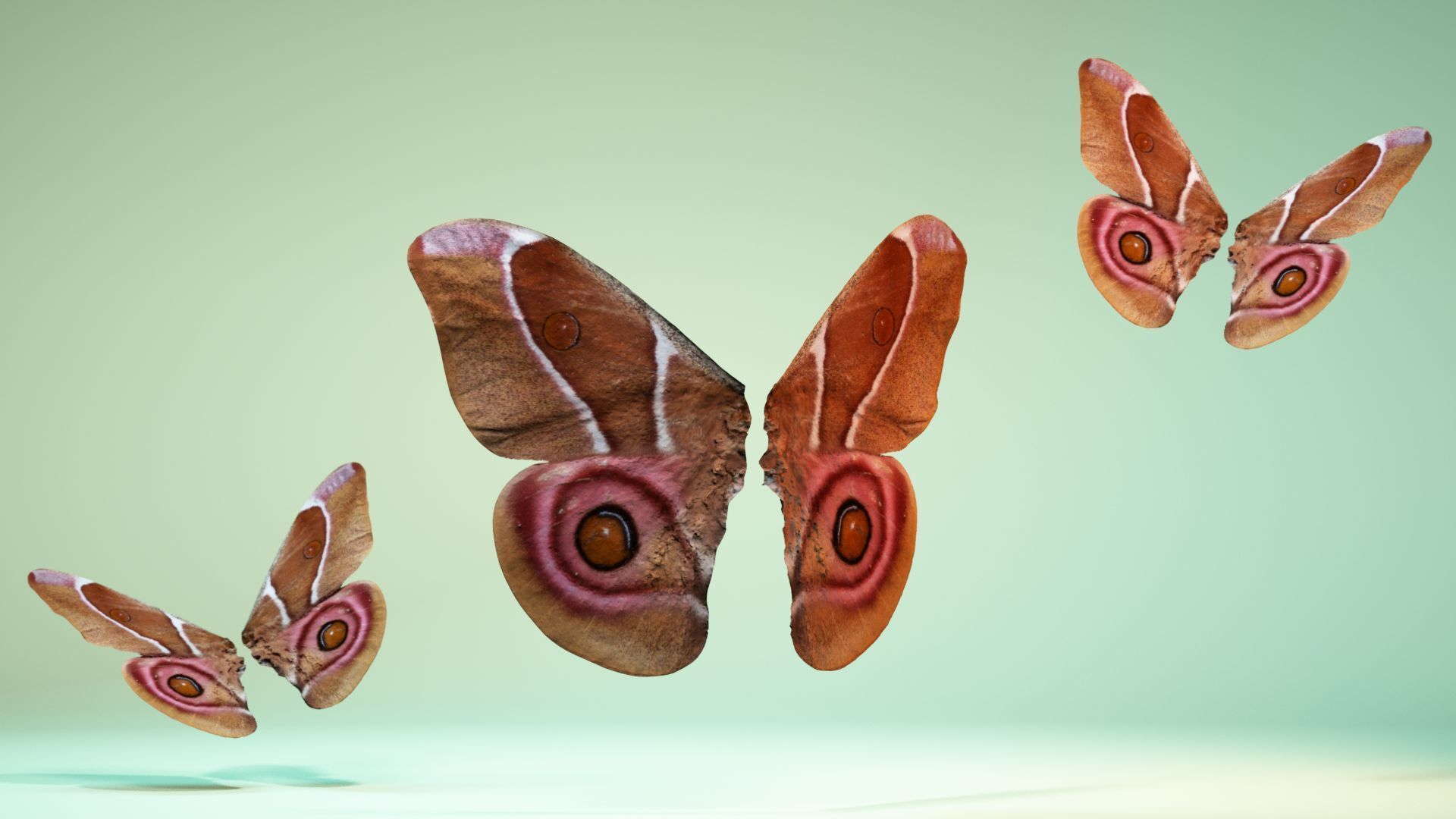 Butterfly 12 Low-poly 3D model_7