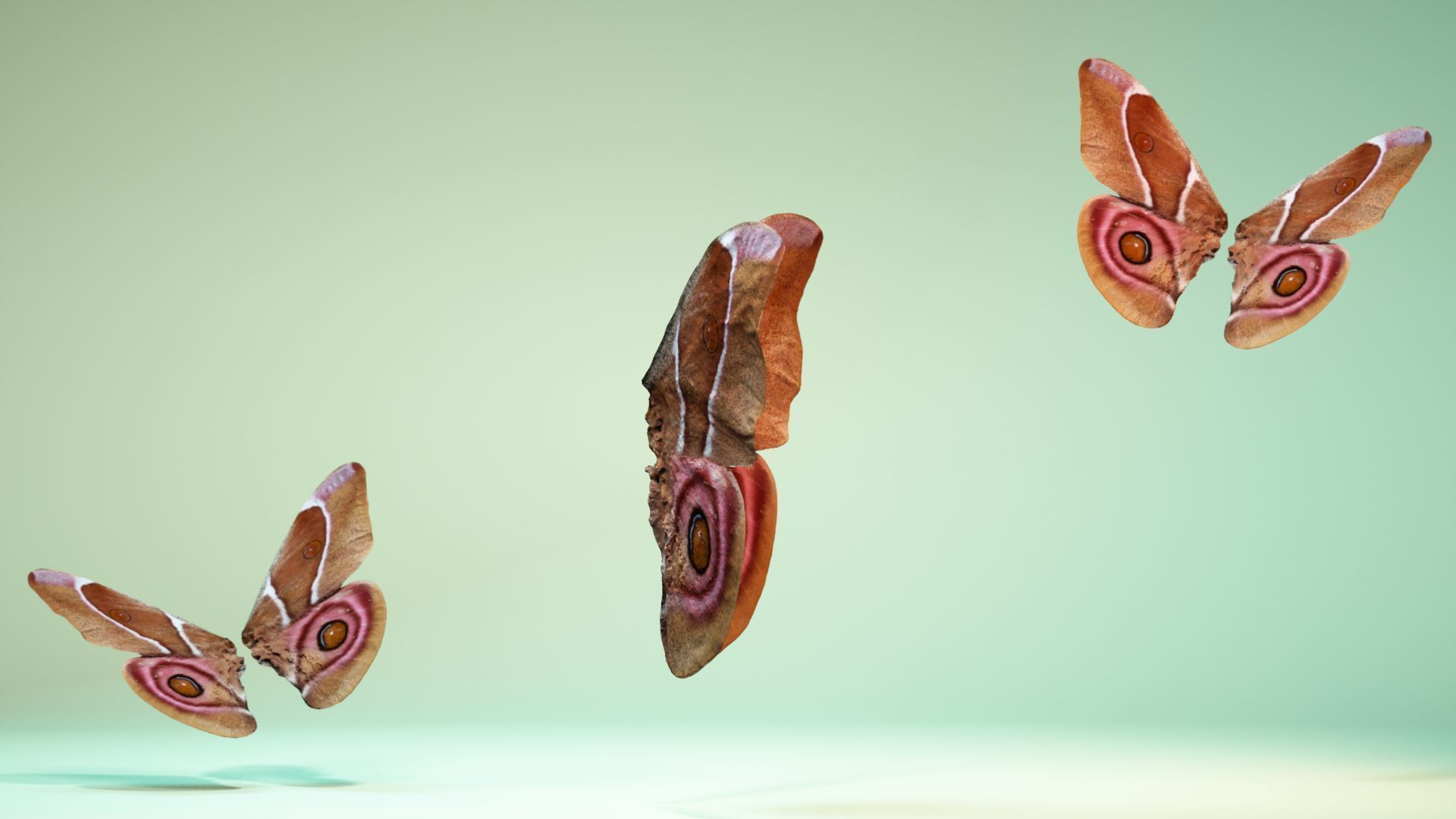 Butterfly 12 Low-poly 3D model_3