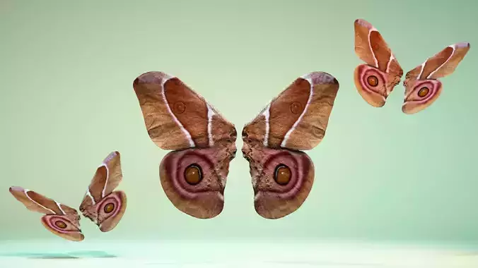 Butterfly 12 Low-poly 3D model