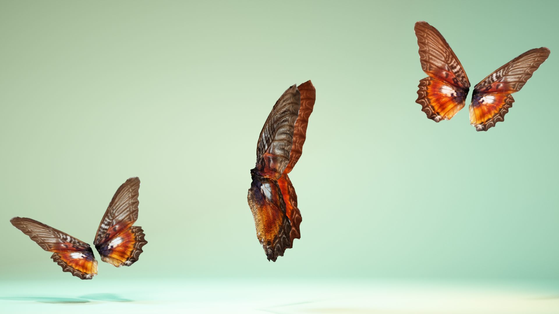 Butterfly 11 Low-poly 3D model_3