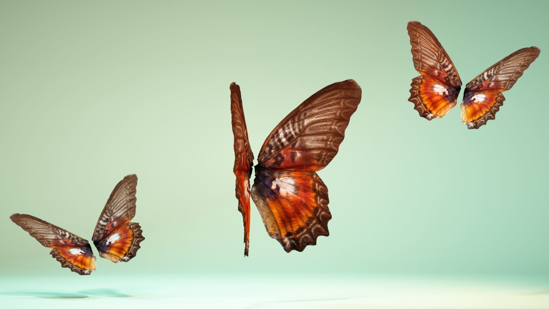 Butterfly 11 Low-poly 3D model_2