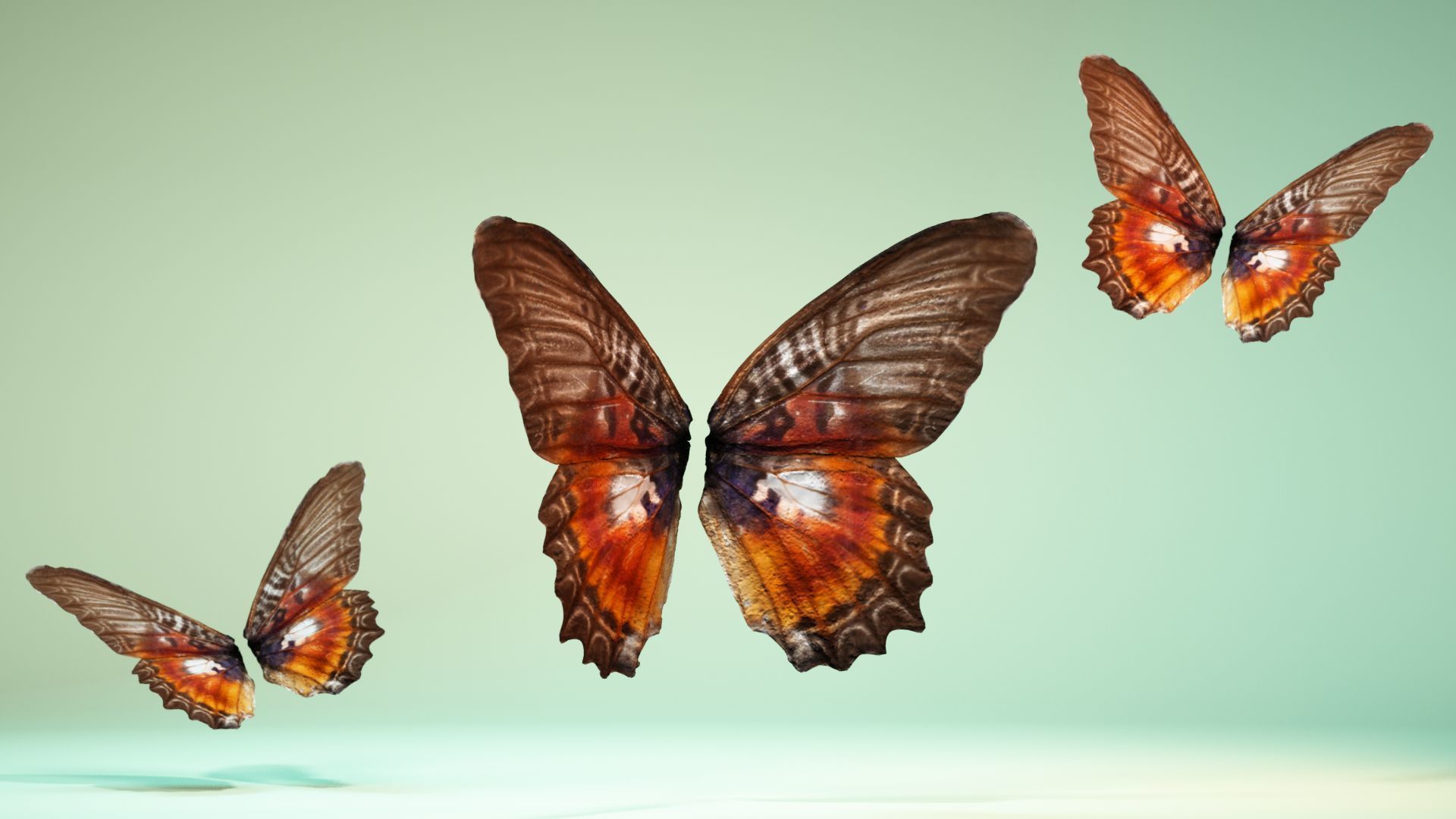Butterfly 11 Low-poly 3D model_1