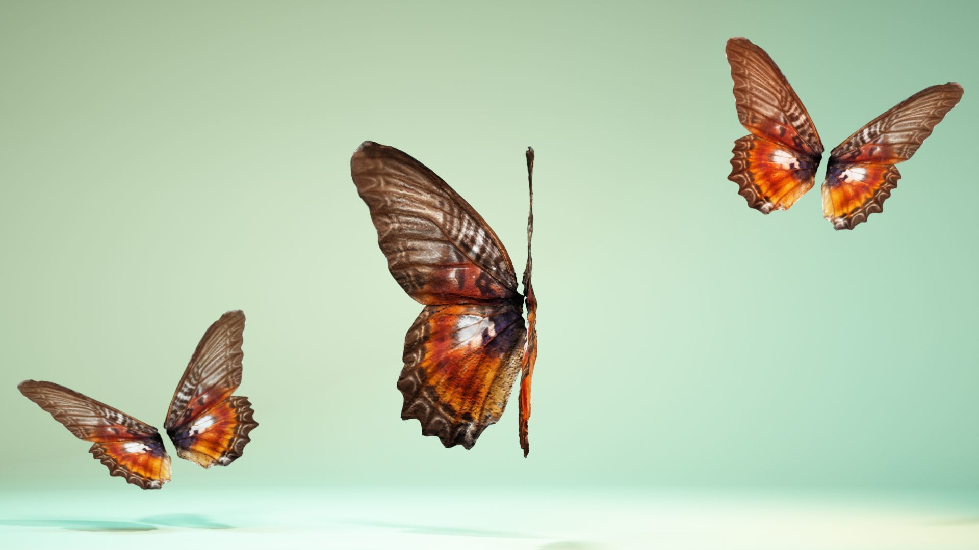 Butterfly 11 Low-poly 3D model_10