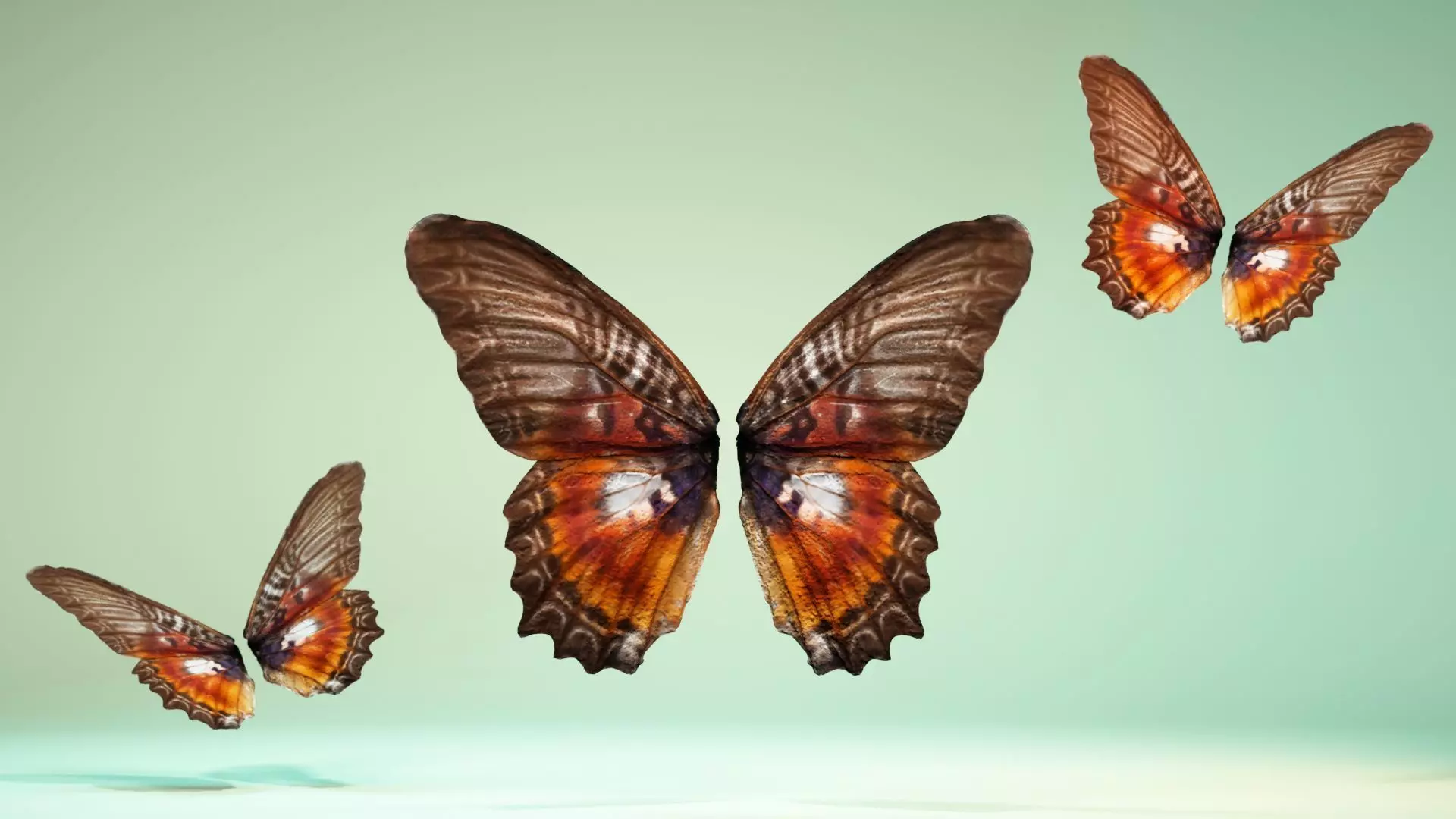 Butterfly 11 Low-poly 3D model_0