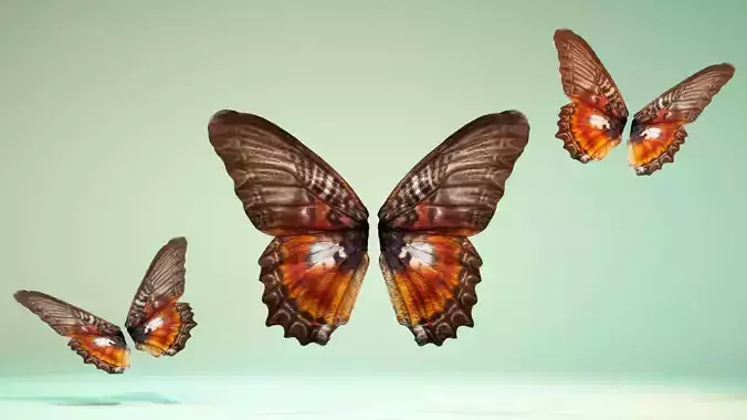 Butterfly 11 Low-poly 3D model