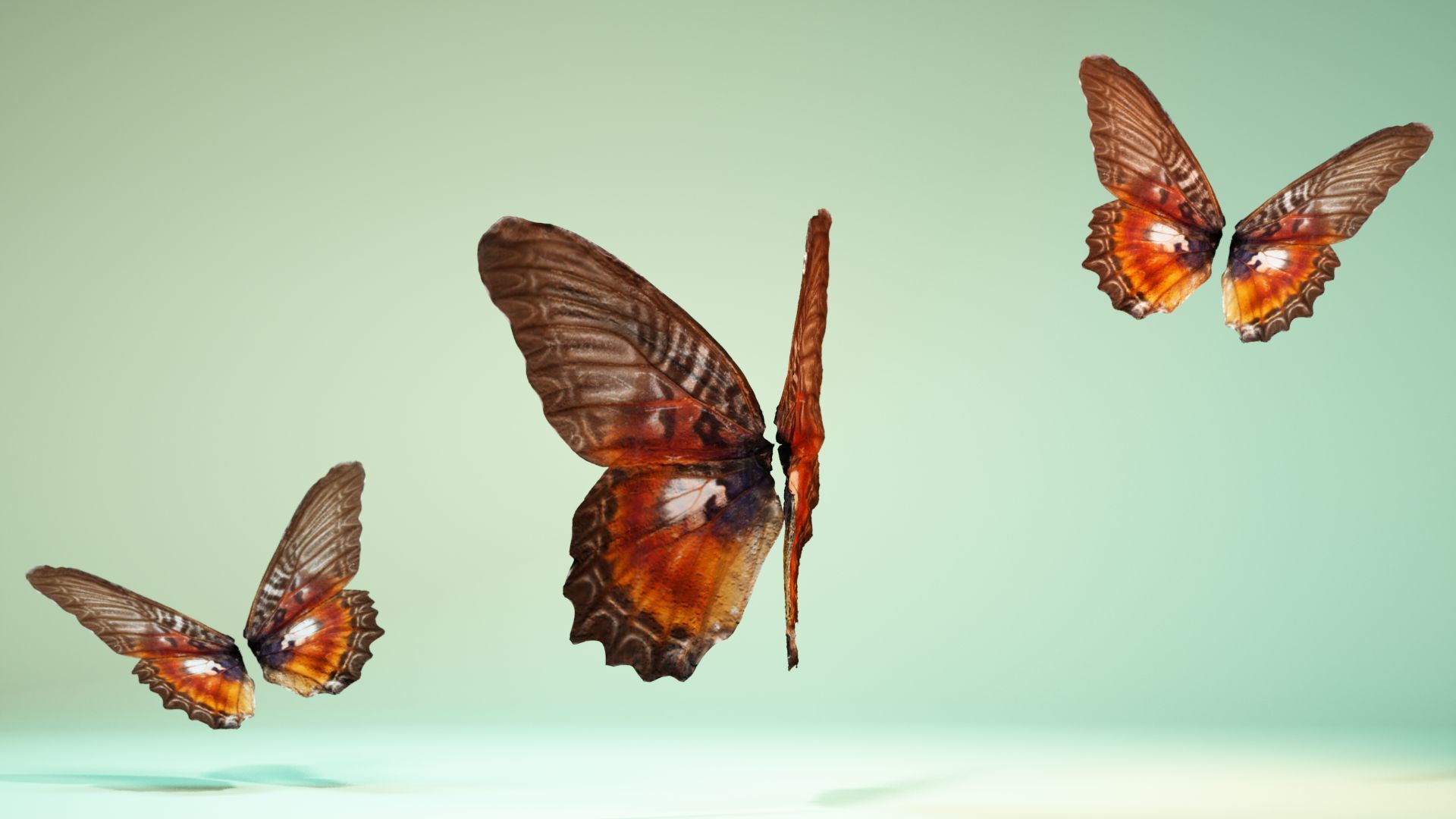 Butterfly 11 Low-poly 3D model_8