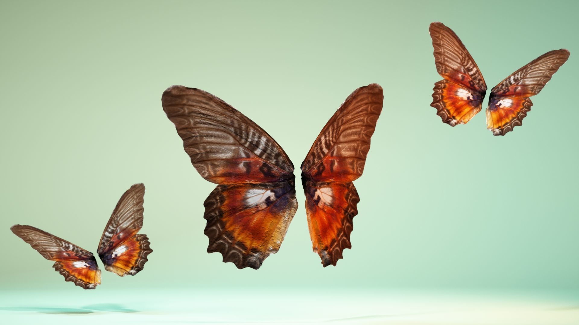 Butterfly 11 Low-poly 3D model_7