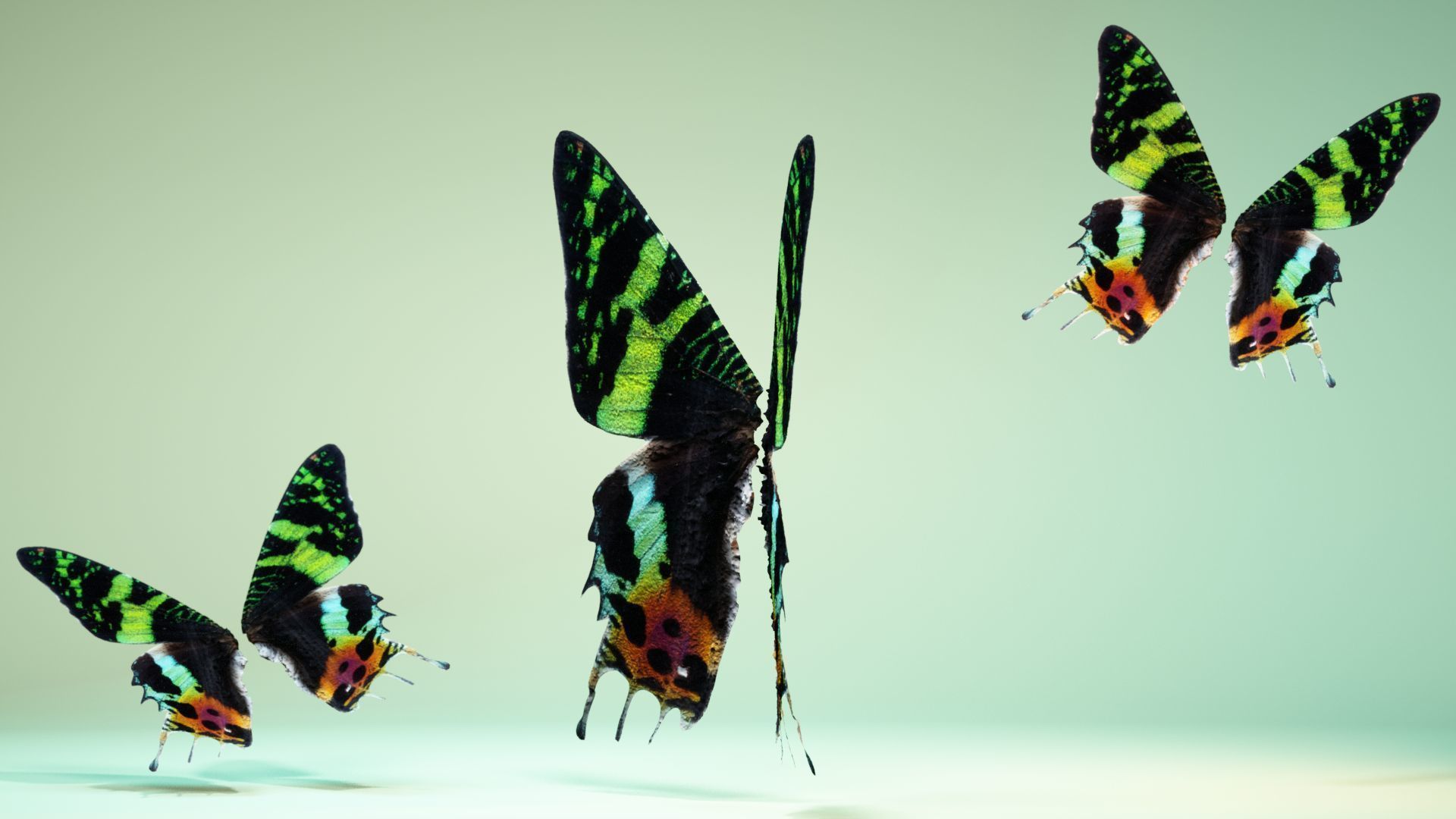 Butterfly 10 Low-poly 3D model_10