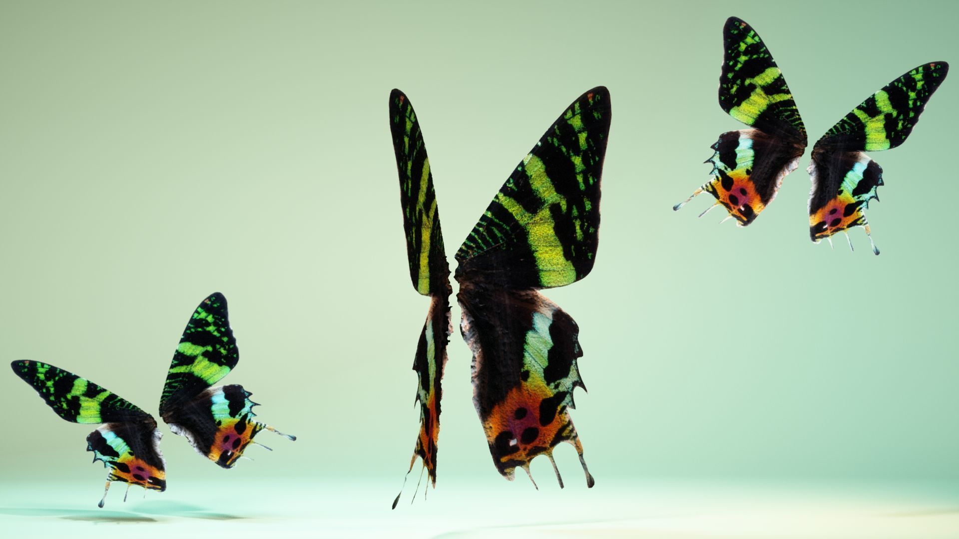 Butterfly 10 Low-poly 3D model_2