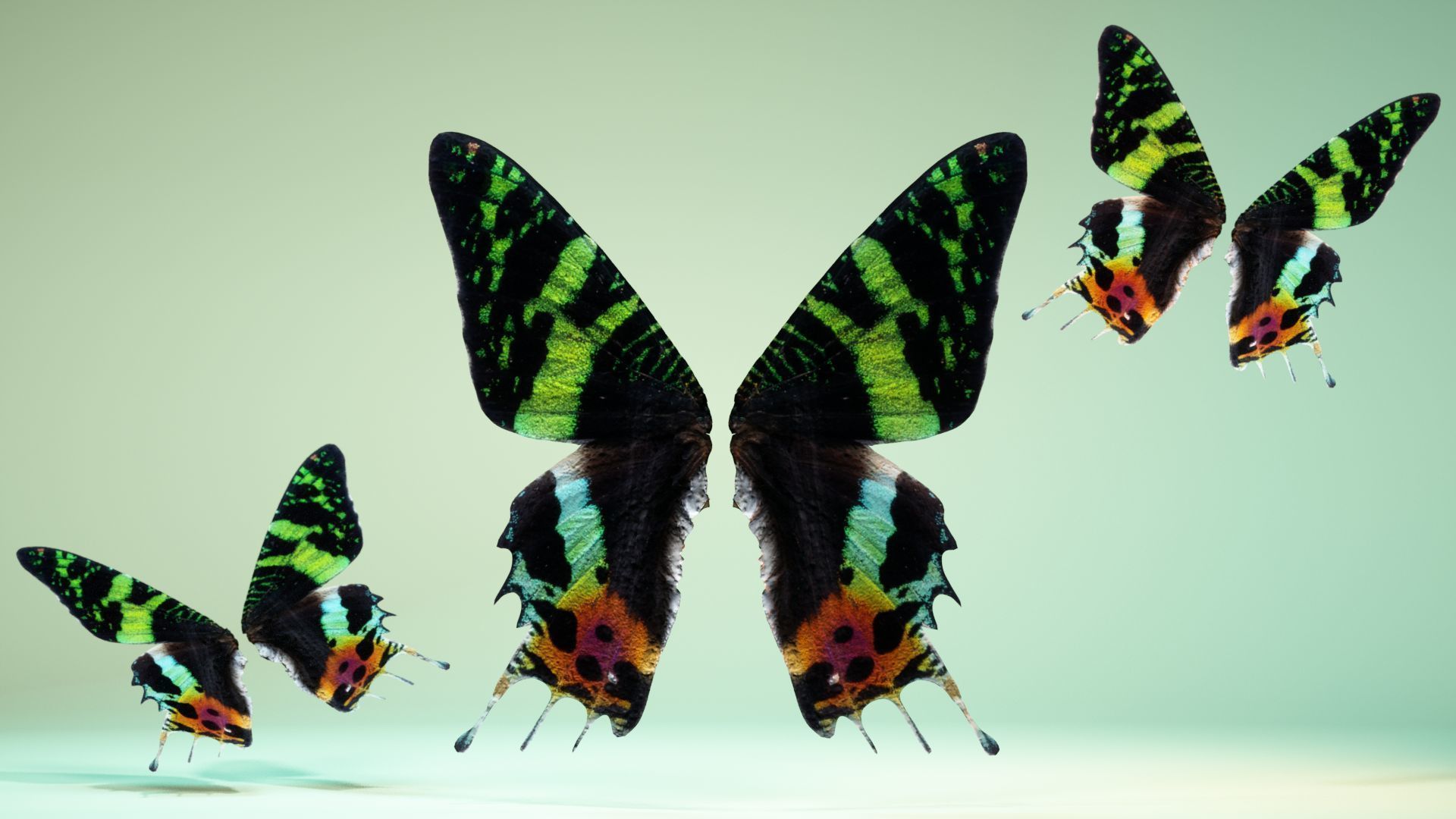 Butterfly 10 Low-poly 3D model_6