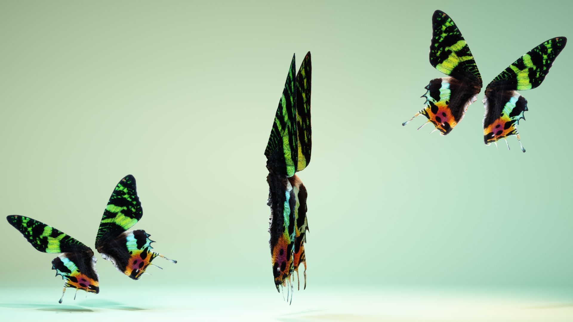 Butterfly 10 Low-poly 3D model_3