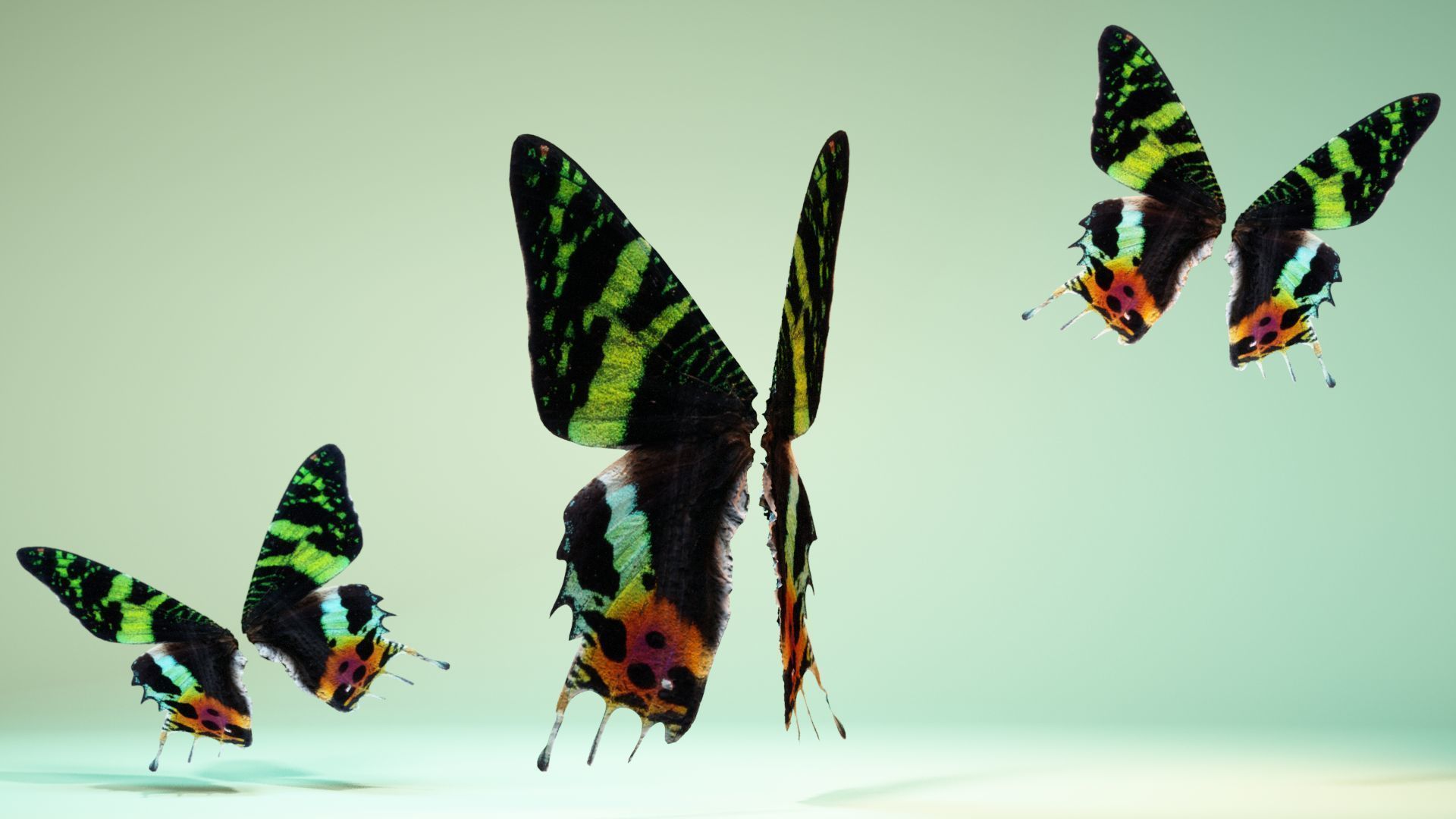 Butterfly 10 Low-poly 3D model_8