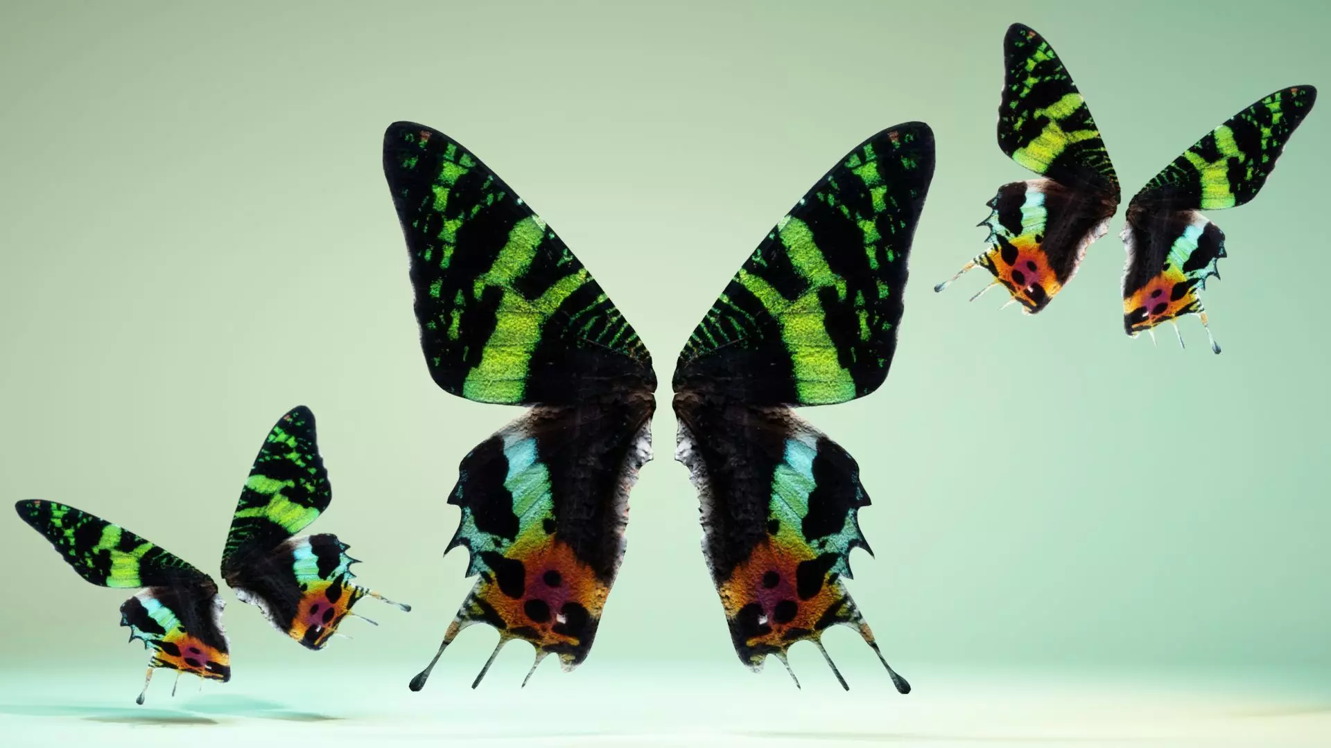 Butterfly 10 Low-poly 3D model_0