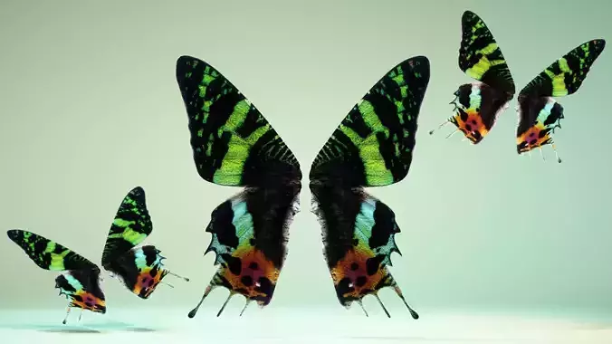 Butterfly 10 Low-poly 3D model