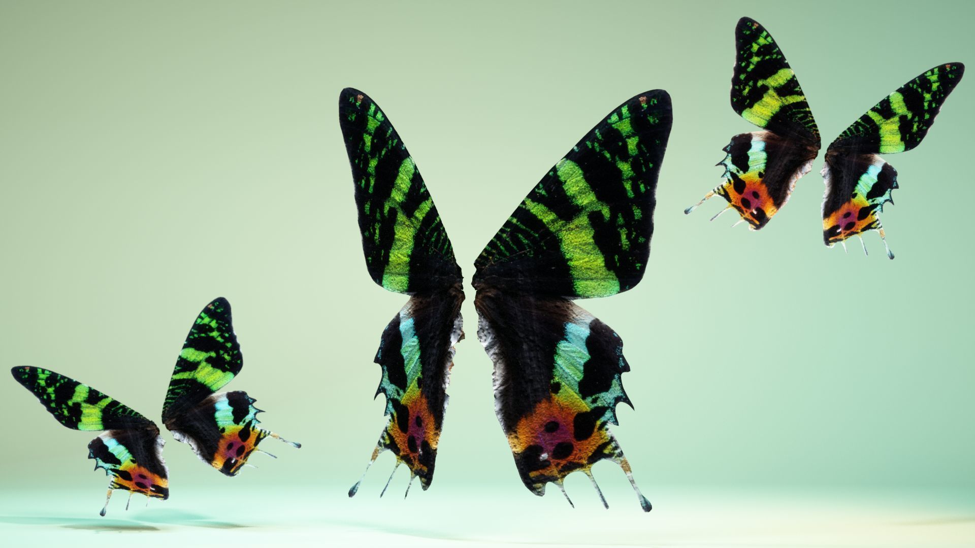Butterfly 10 Low-poly 3D model_5