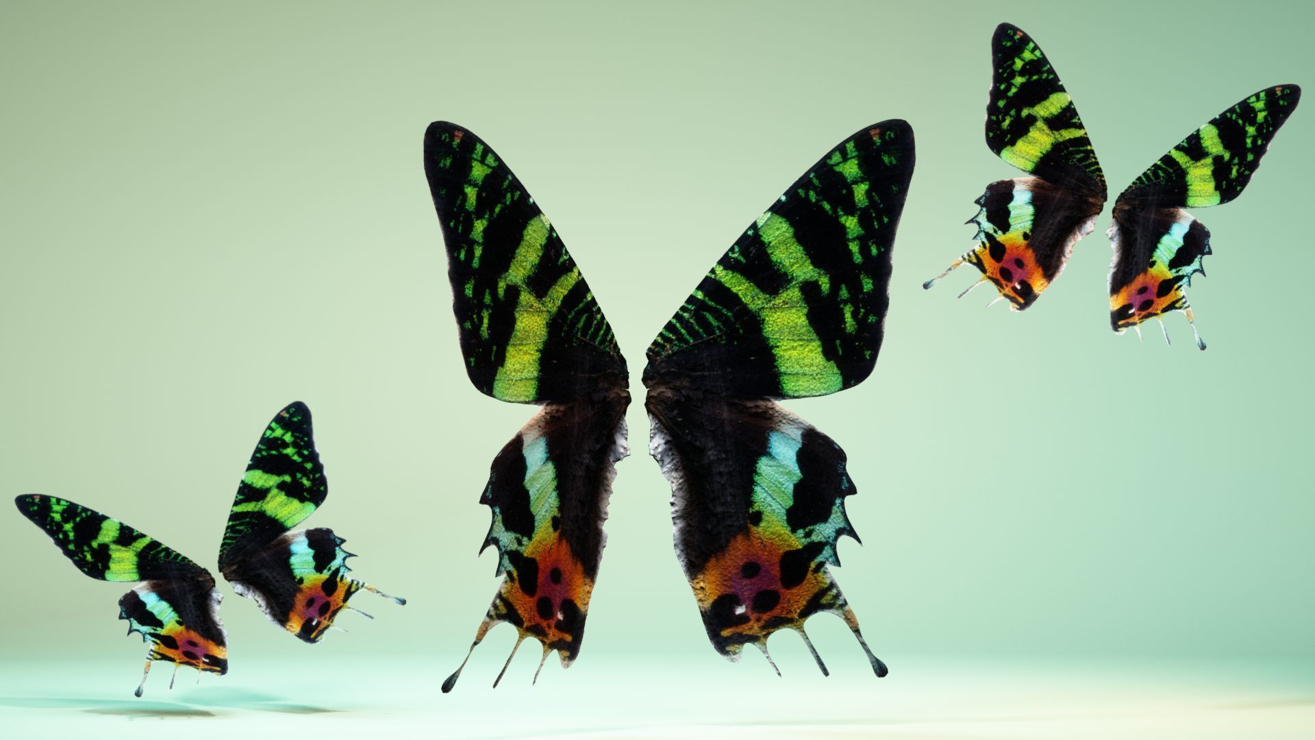 Butterfly 10 Low-poly 3D model_1