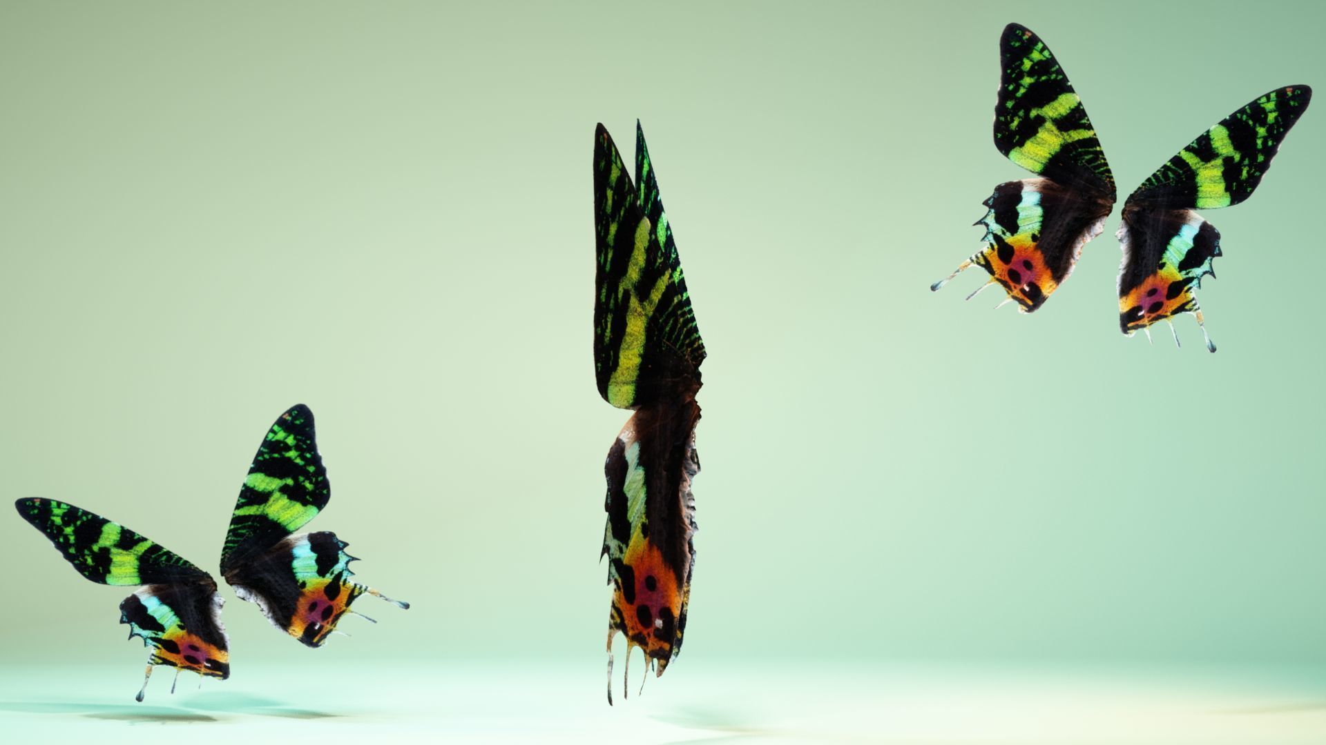 Butterfly 10 Low-poly 3D model_9