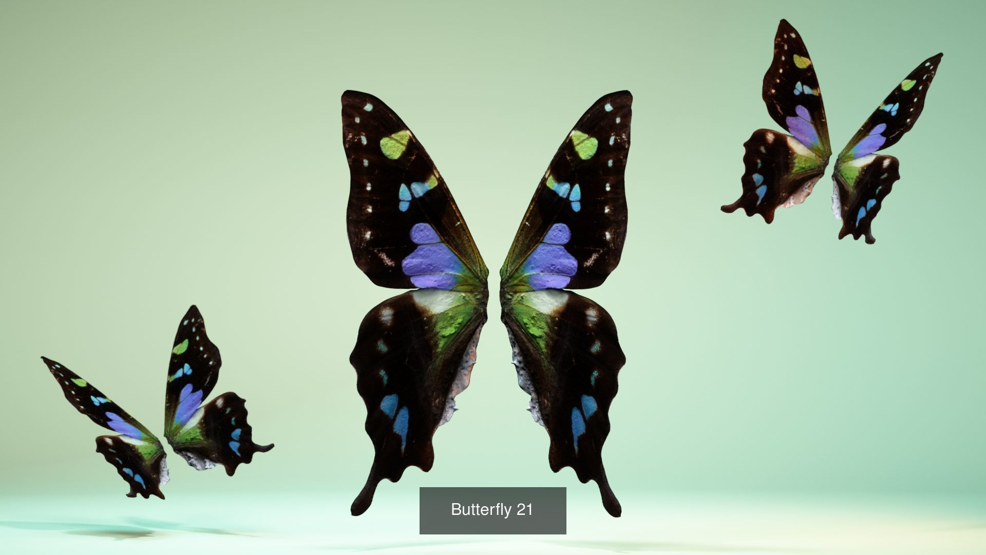 38 3D Scanned Butterfly and Beatle Wings  3D Model Collection_33
