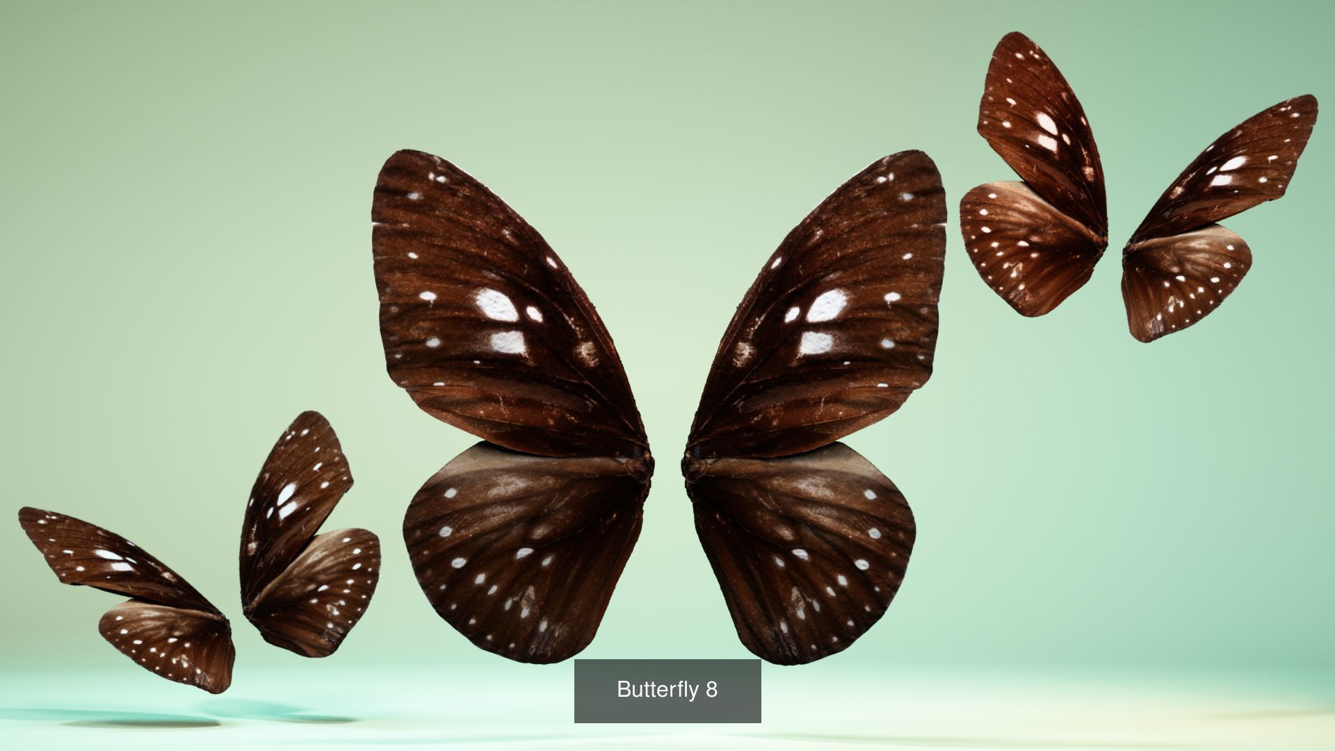 38 3D Scanned Butterfly and Beatle Wings  3D Model Collection_24