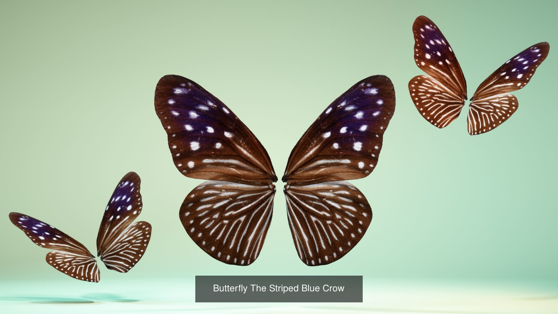 38 3D Scanned Butterfly and Beatle Wings  3D Model Collection_15