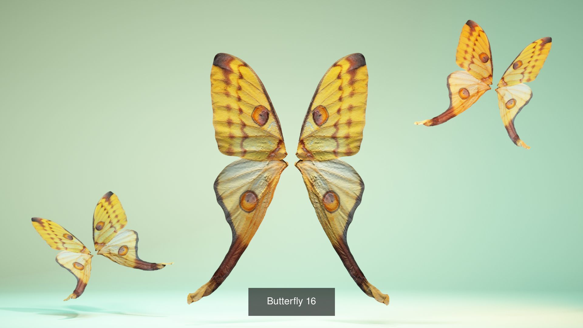 38 3D Scanned Butterfly and Beatle Wings  3D Model Collection_9