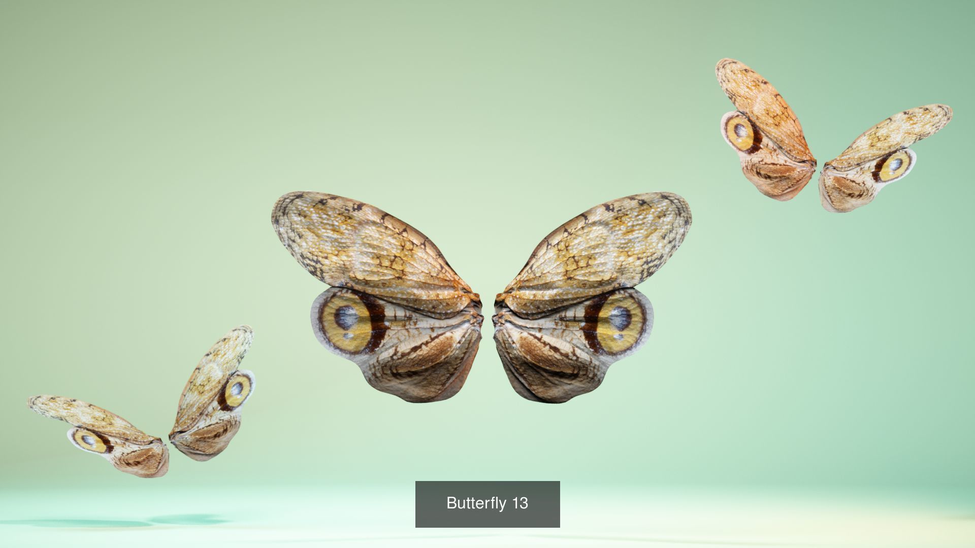 38 3D Scanned Butterfly and Beatle Wings  3D Model Collection_10
