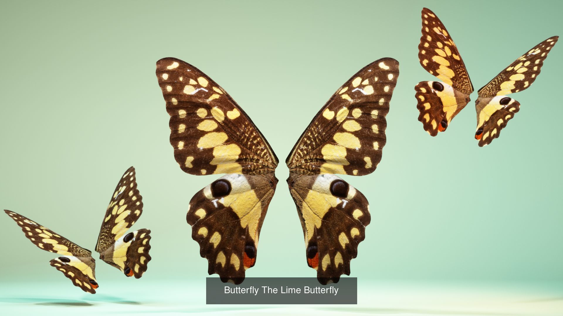38 3D Scanned Butterfly and Beatle Wings  3D Model Collection_17