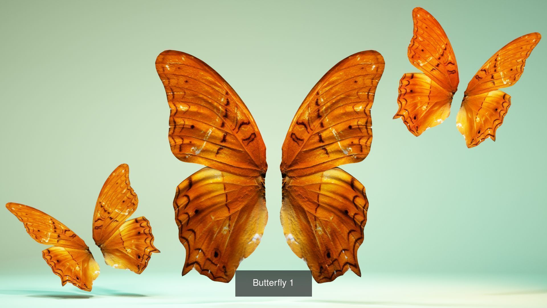 38 3D Scanned Butterfly and Beatle Wings  3D Model Collection_43
