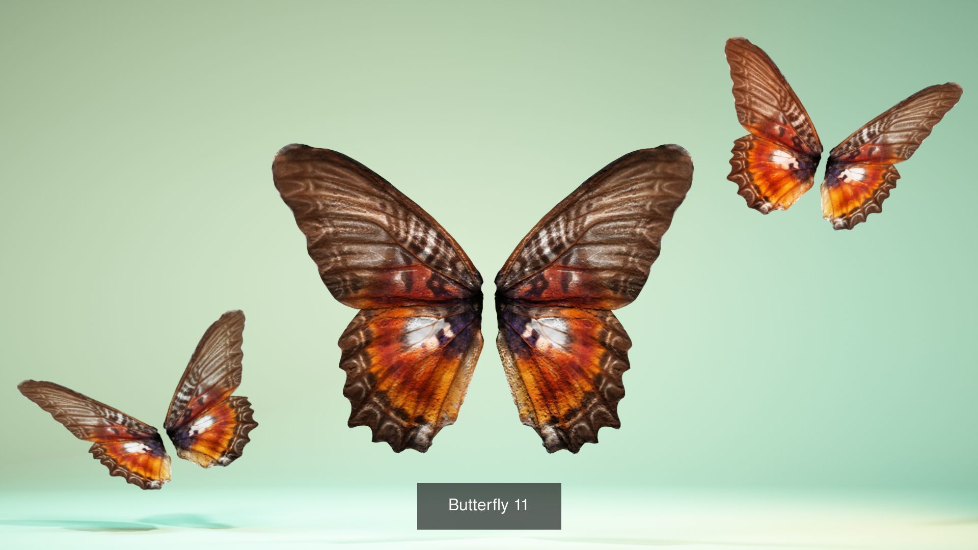 38 3D Scanned Butterfly and Beatle Wings  3D Model Collection_41