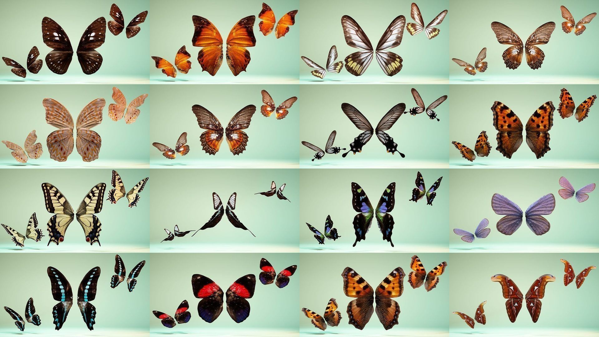 38 3D Scanned Butterfly and Beatle Wings  3D Model Collection_3
