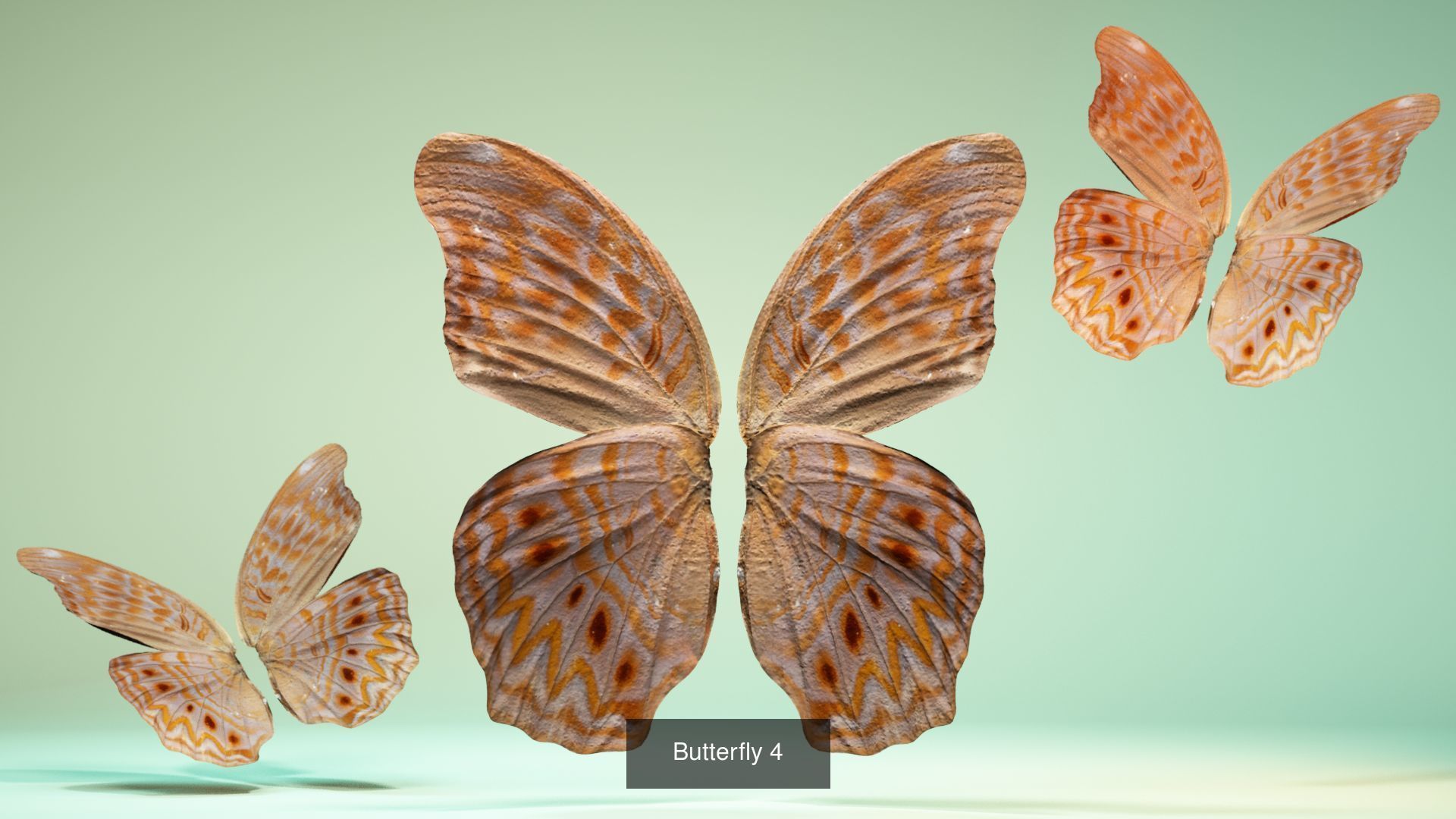 38 3D Scanned Butterfly and Beatle Wings  3D Model Collection_27
