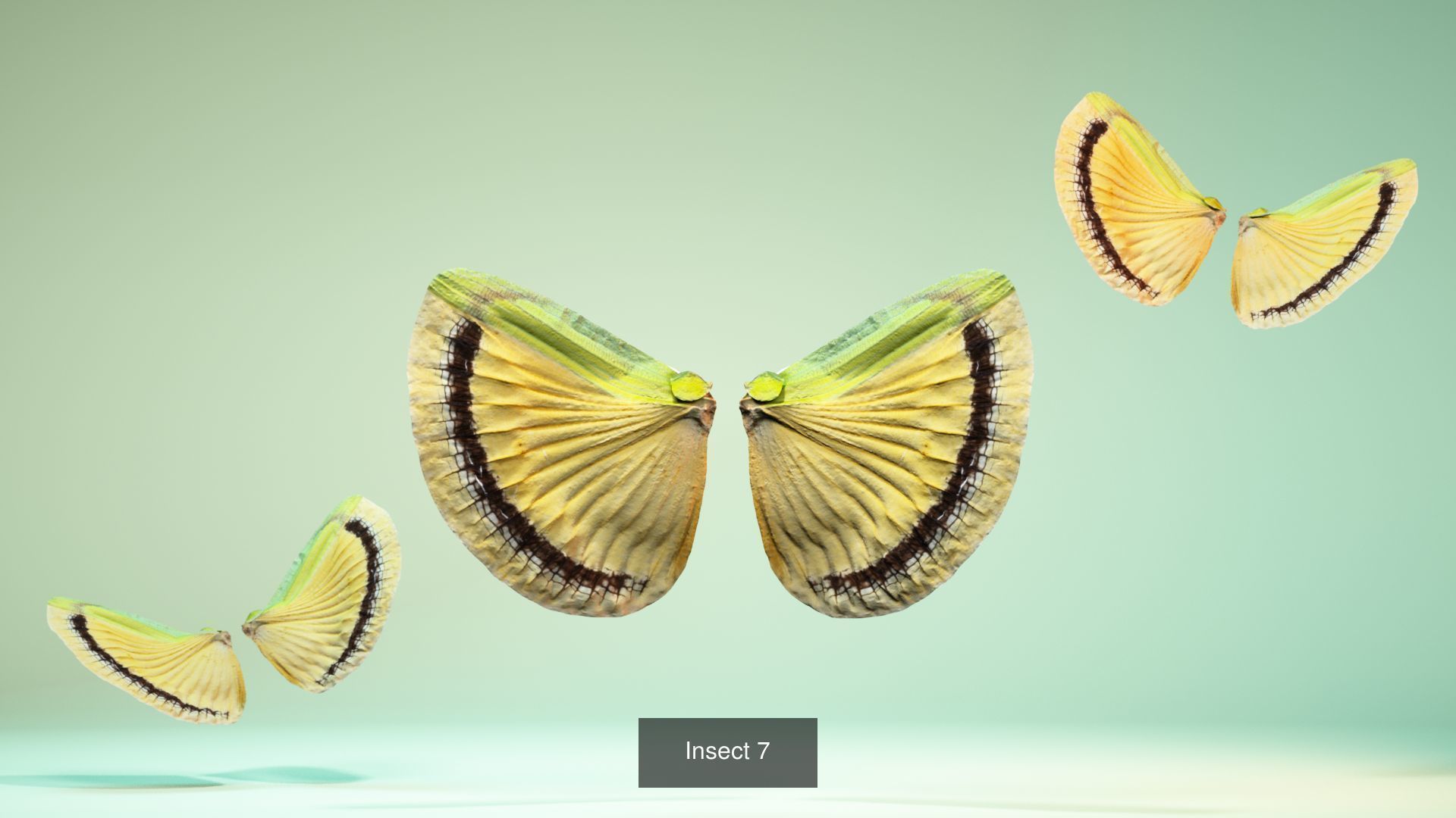 38 3D Scanned Butterfly and Beatle Wings  3D Model Collection_5