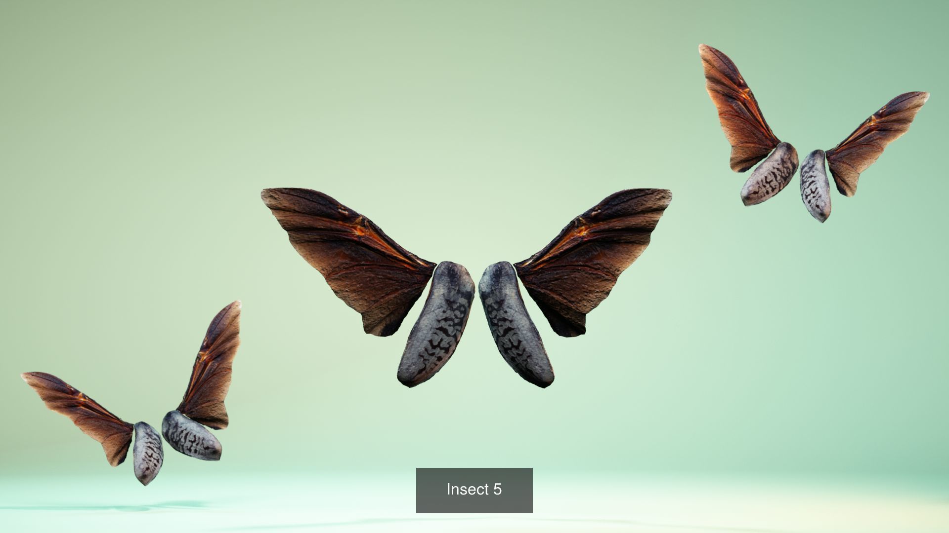 38 3D Scanned Butterfly and Beatle Wings  3D Model Collection_11