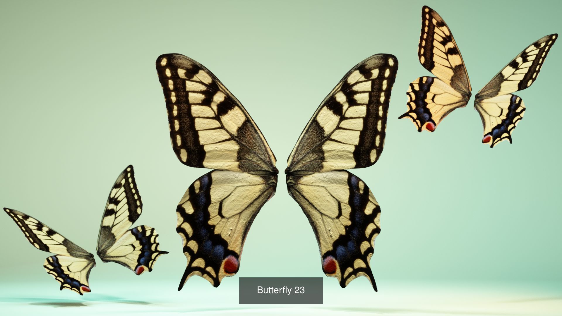 38 3D Scanned Butterfly and Beatle Wings  3D Model Collection_31