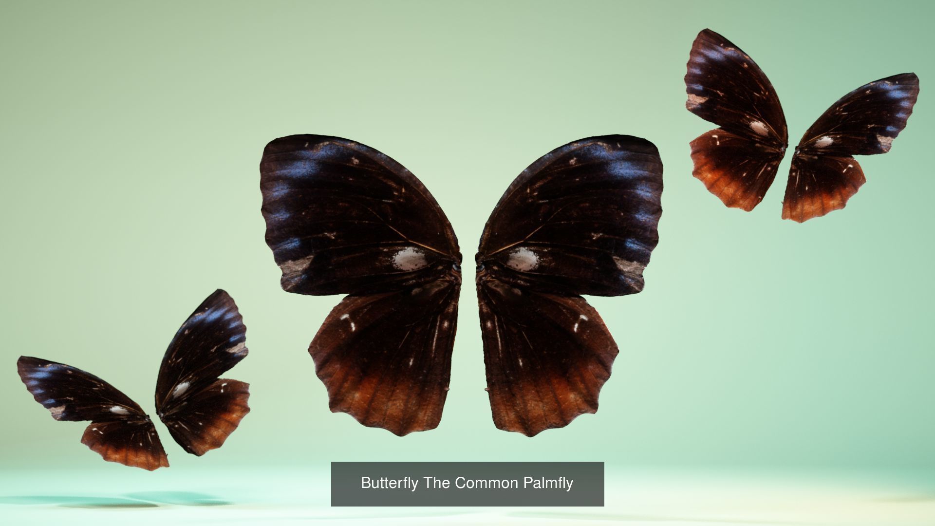 38 3D Scanned Butterfly and Beatle Wings  3D Model Collection_21