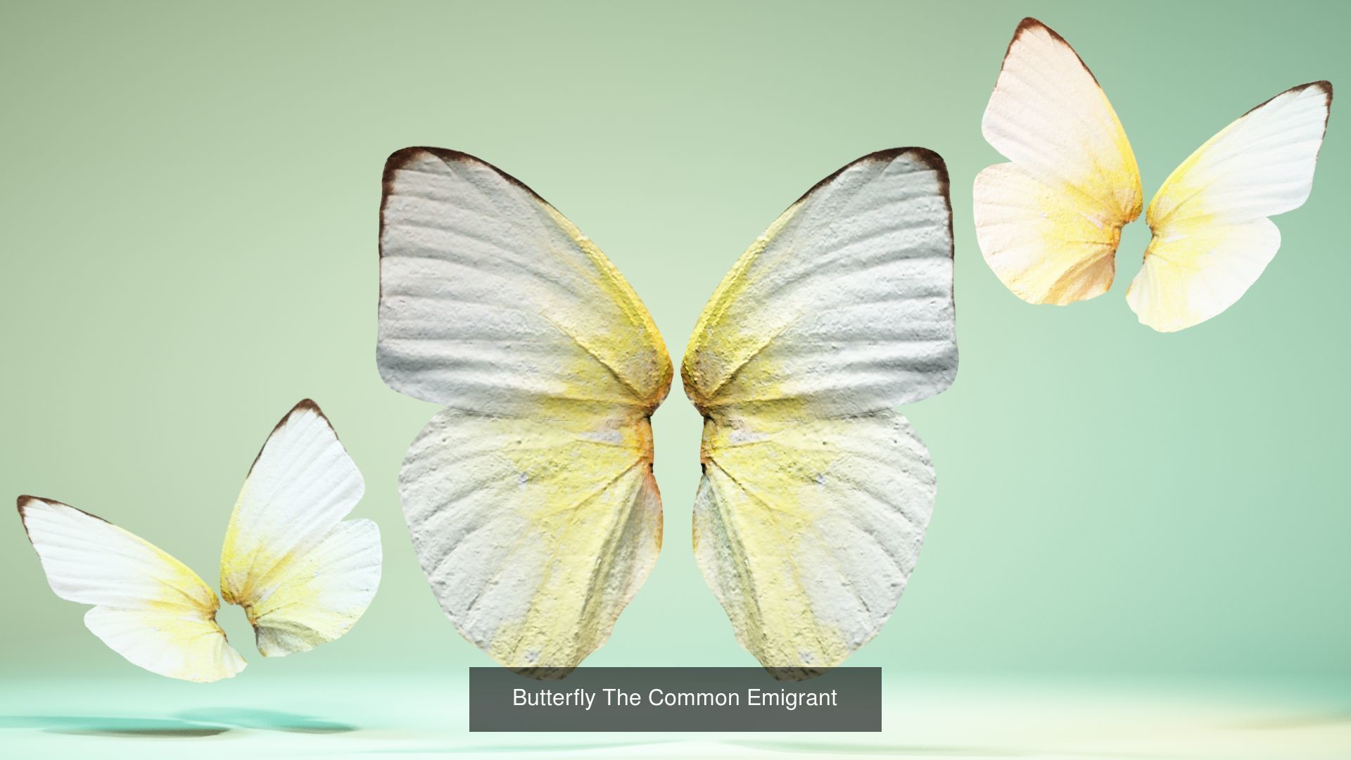 38 3D Scanned Butterfly and Beatle Wings  3D Model Collection_22