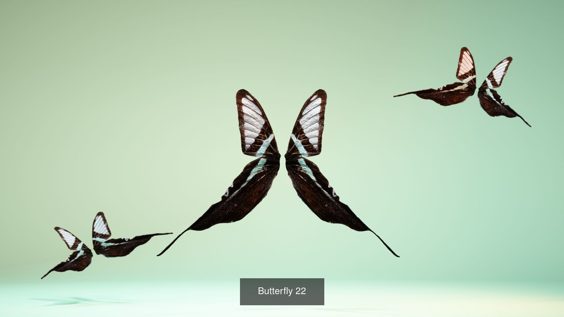 38 3D Scanned Butterfly and Beatle Wings  3D Model Collection_32