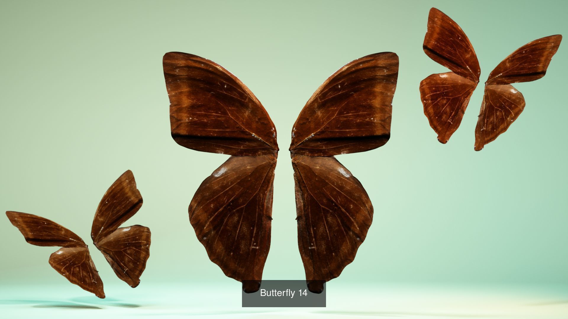 38 3D Scanned Butterfly and Beatle Wings  3D Model Collection_39