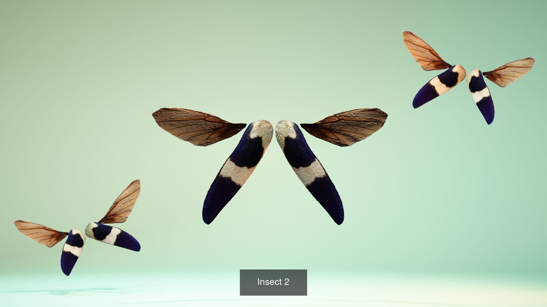 38 3D Scanned Butterfly and Beatle Wings  3D Model Collection_14